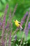 American Goldfinch in Flowering Woodland Sage