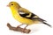American Goldfinch isolate on white background