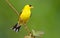 American Goldfinch. Male.