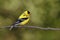 American Goldfinch Molting Male