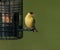 American goldfinch at muskoka feeder