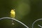 American goldfinch on a perch