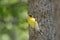 American Goldfinch Perched on Branch