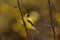 American goldfinch is perched on the branch in the forest with yellow background