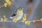 American Goldfinch perched in a flowering Witch Hazel shrub