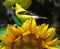 American Goldfinch Perched On A Sunflower