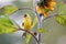 American Goldfinch Perched On Sunflower