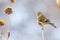 American Goldfinch perched on a thistle stem