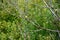 American goldfinch perching on the branch.