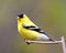 American Goldfinch Photo and Image. Close-up profile view, perched on a twig with a soft defocused background in its environment