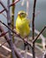 American Goldfinch Photo and Image. Female close-up front view perched on a branch with a blur forest background in its