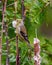 American Goldfinch Photo and Image. Female perched on a cattail with cattail material in its beak for her nest with a cedar forest
