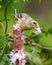 American Goldfinch Photo and Image. Female perched on a cattail with cattail material in its beak for her nest with a cedar forest