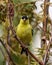 American Goldfinch Photo and Image. Finch close-up front view, perched on a branch with a coniferous branches background in its