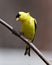 American Goldfinch Photo and Image. Finch close-up profile view, perched on a branch with a blur coniferous background in its