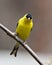 American Goldfinch Photo and Image. Finch close-up profile view, perched on a branch with a blur coniferous background in its