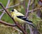 American Goldfinch Photo and Image. Finch close-up profile view, perched on a branch with a coniferous branches background in its