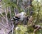 American Goldfinch Photo and Image. Finch close-up profile view, perched on a branch with a coniferous tree background in its