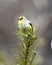 American Goldfinch Photo and Image. Finch close-up profile view, perched on a coniferous branch with a blur background in its