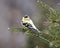 American Goldfinch Photo and Image.  Finch close-up profile view, perched on a coniferous branch with a blur background in its