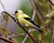 American Goldfinch Photo and Image. Finch close-up side view, perched on a branch with a coniferous branches background in its