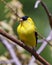 American Goldfinch Photo and Image. Male close-up profile view, perched on a branch with a blur forest background in its