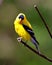 American Goldfinch Photo and Image. Perched on a branch with a colourful background in its environment and habitat surrounding