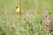 American Goldfinch with Prairie Smoke Wildflowers