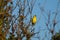 American goldfinch resting on tree branch