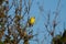 American goldfinch resting on tree branch