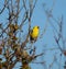 American goldfinch resting on tree branch