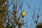 American goldfinch resting on tree branch
