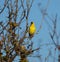 American goldfinch resting on wood branch