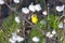 American goldfinch seen with head in profile perched in its vibrant yellow spring plumage with beak full of dandelion seeds