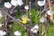 American goldfinch seen perched in its vibrant yellow spring plumage with beak full of dandelion seed