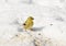 American Goldfinch sitting on snow, peeling a sunflower seed