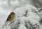 American Goldfinch in Snow Storm