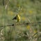 American Goldfinch, Spinus tristis stretches for grass seeds