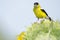 American goldfinch and sunflower
