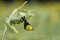 American goldfinch on Sunflower