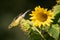American Goldfinch On Sunflower