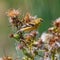 American Goldfinch on thistle plant