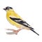 The American Goldfinch. Watercolor hand painted drawing of bird
