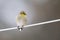 a American Goldfinch Winter Plumage with a blurred background