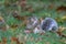 American Gray Squirrel in Fall Finding nest material