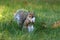 American Gray Squirrel in Fall out Foraging for Food