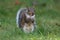 American Gray Squirrel in Fall out Foraging for Food