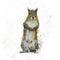 American Gray Squirrel watercolor