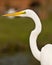 American Great Egret