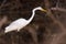 American Great Egret